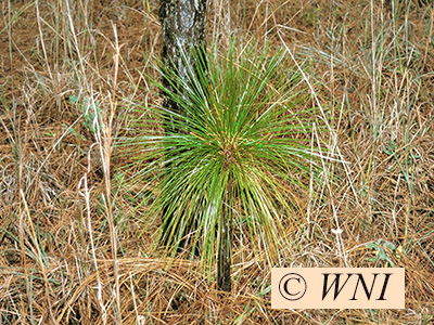 Longleaf Pine (Pinus palustris)